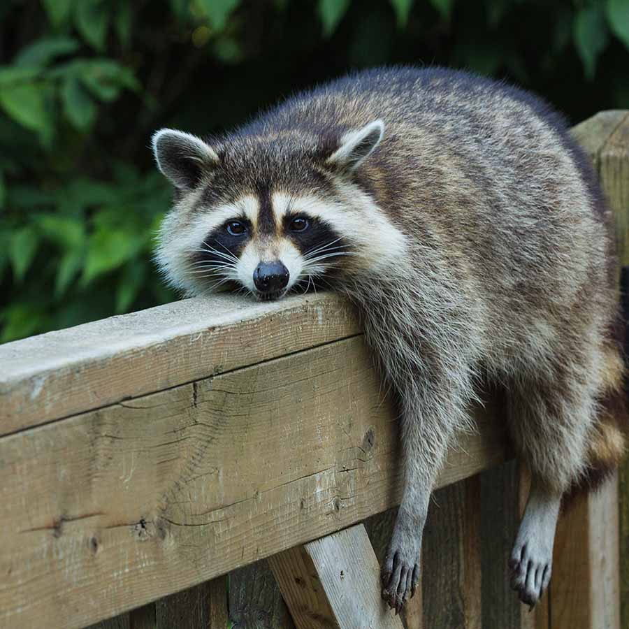 Young raccoon resting on deck railing on a very hot day, looking