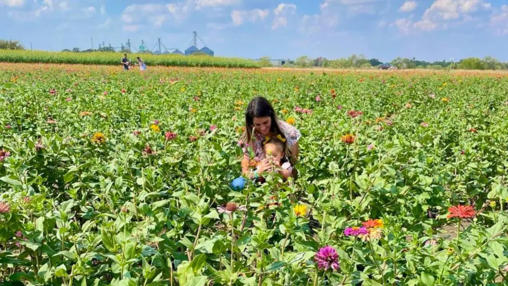 Picking & Pictures!
Lotsa pretty flowers this year!
